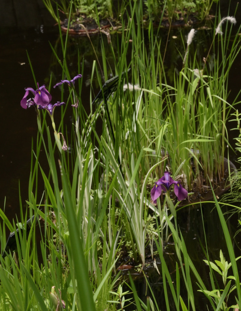 DSC_1316_01.JPG