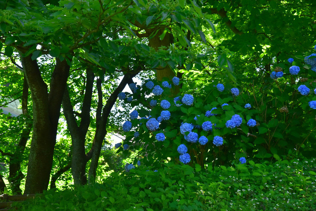 DSC_4176_01.JPG