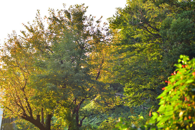 DSC_4963.JPG