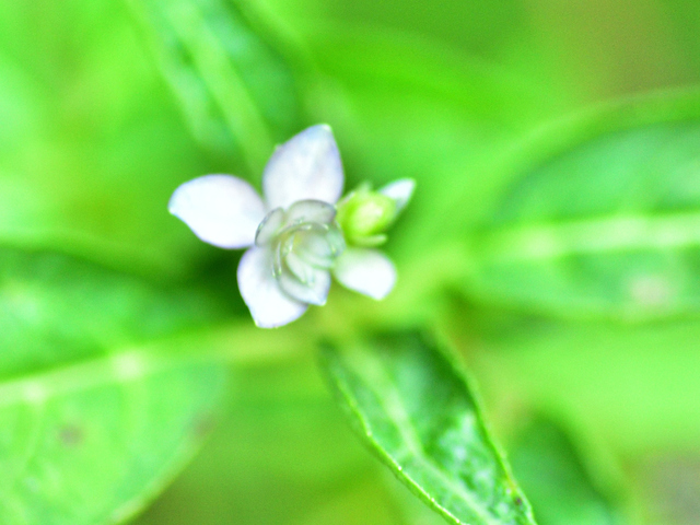DSC_5667.JPG