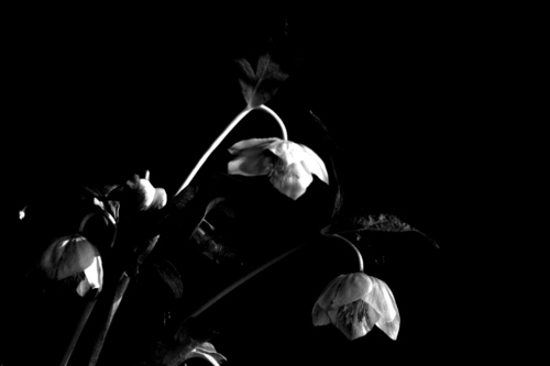 600DSC_5975F.jpg　_01.JPG