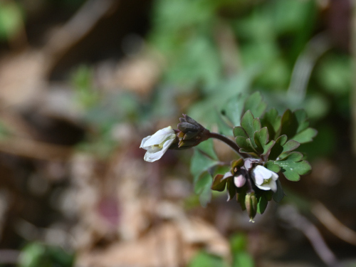 DSC_3781.JPG