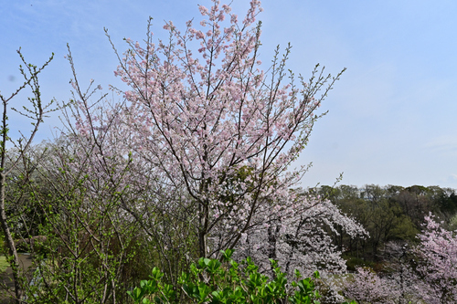 DSC_4080.JPG