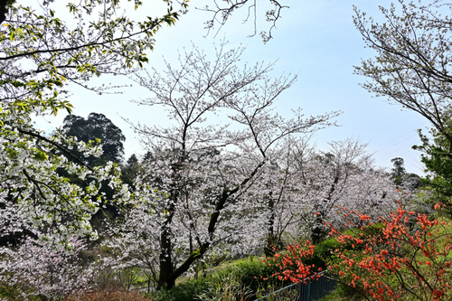 DSC_4083.JPG