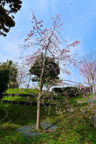 DSC_4087.JPG