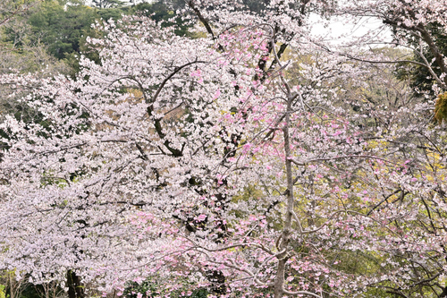 DSC_4098.JPG
