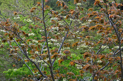 DSC_4494.JPG
