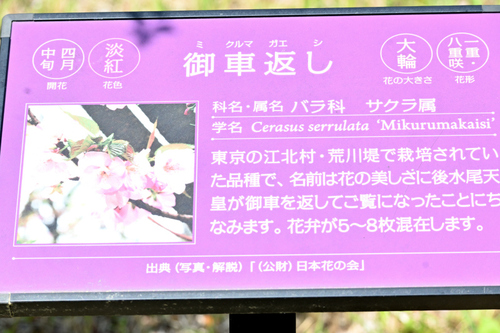 DSC_4516.JPG