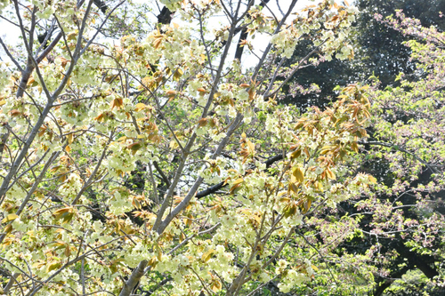 DSC_4536.JPG