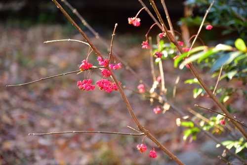 DSC_5791.JPG