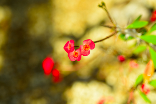 DSC_6088.JPG