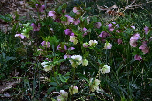 DSC_6498.JPG
