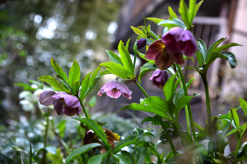 DSC_6571.JPG
