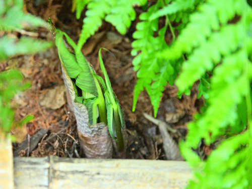 DSC_6625.JPG
