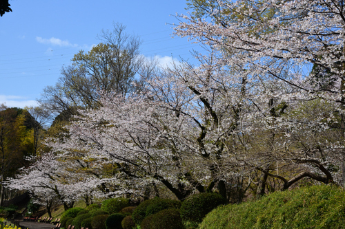 DSC_6781.JPG