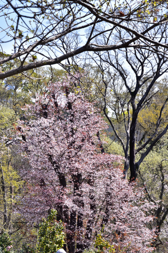 DSC_6845.JPG
